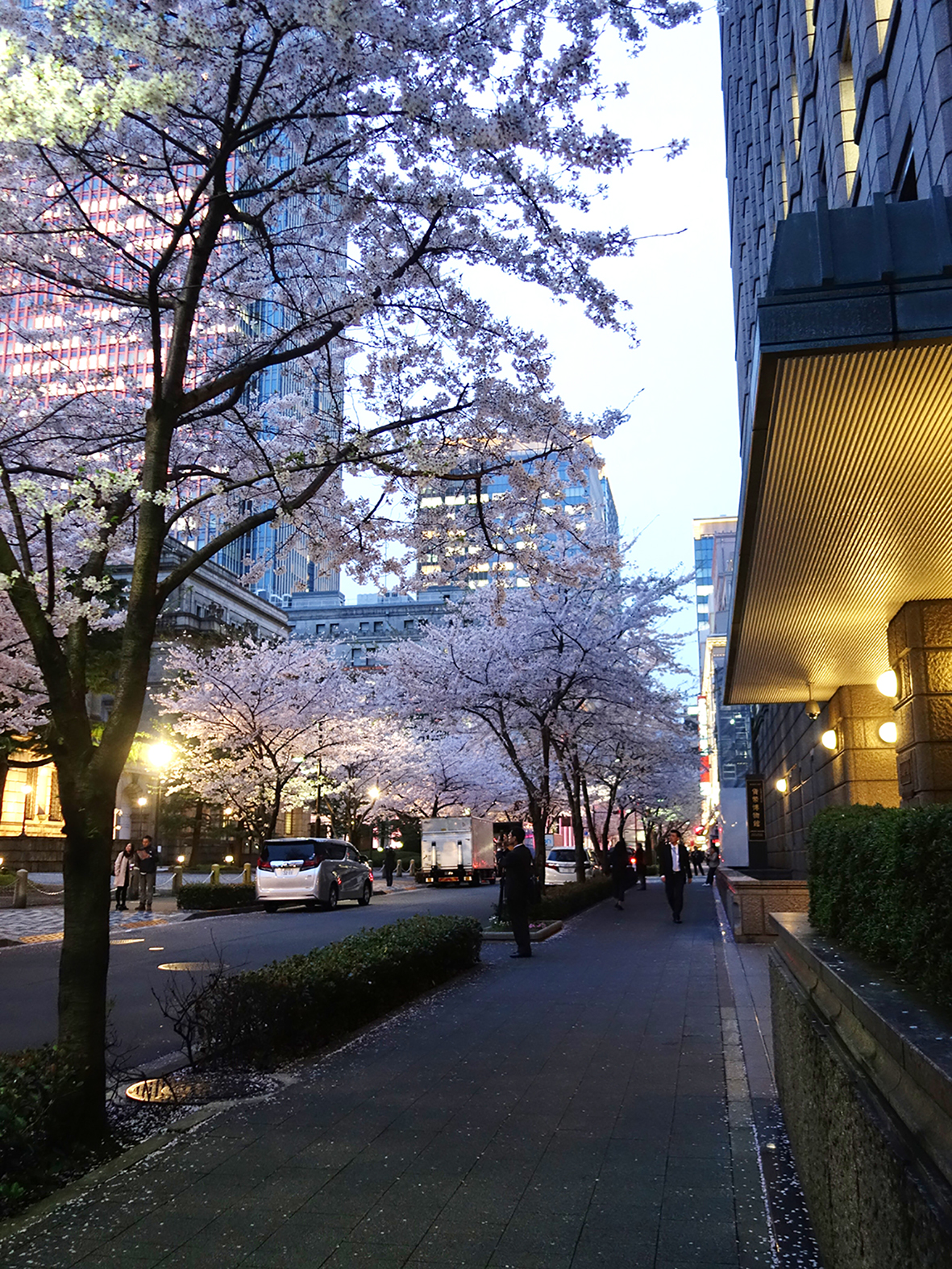 夕暮れの江戸桜通り